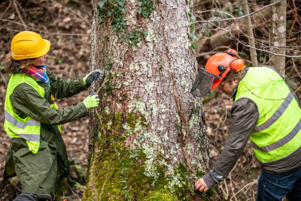 Best Arborist Consultation Services  in Gretna, NE