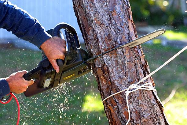 Best Leaf Removal  in Gretna, NE