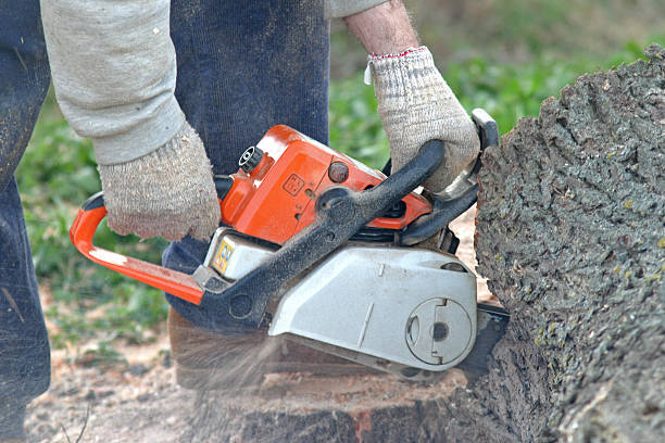 How Our Tree Care Process Works  in  Gretna, NE