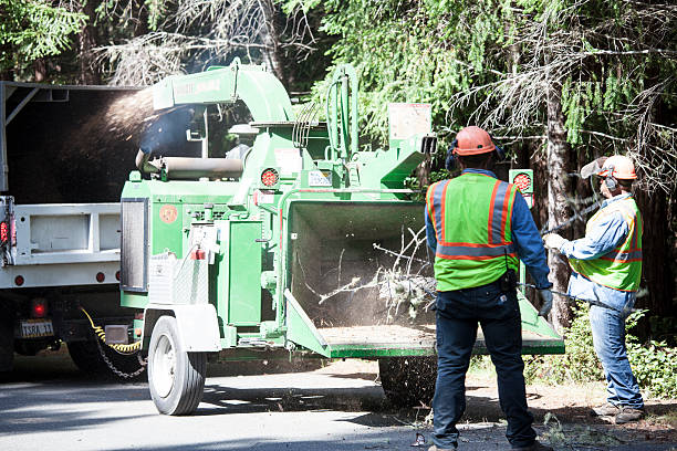 Best Hazardous Tree Removal  in Gretna, NE