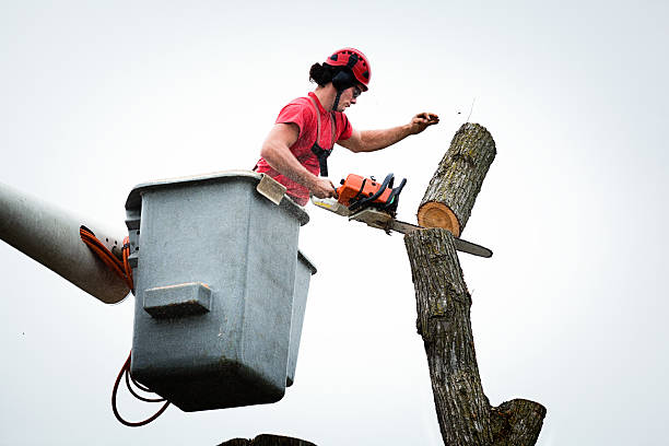 Best Tree Removal  in Gretna, NE