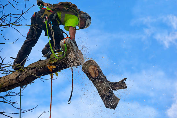 Best Emergency Tree Removal  in Gretna, NE