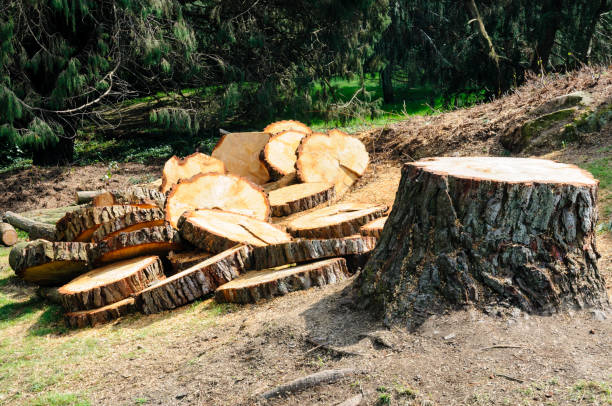 Gretna, NE Tree Care Company